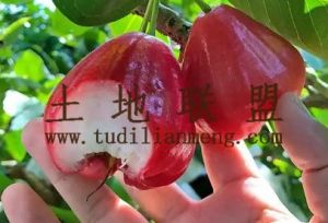 陵水周边200亩果园出租价格便宜可以十年一付