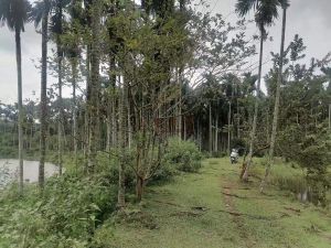 定安100亩园地有槟榔、花梨木、油茶租金便宜接手就有收益