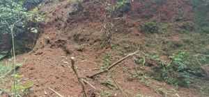 儋州八一农场700亩种植地租金500元/亩/年可以五年一付