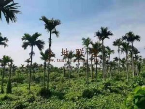 琼海农场68亩槟榔园有房子、猪圈、租金只需150元/年可以签到个人名下