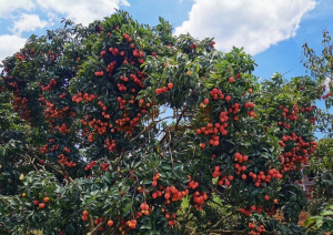 保亭南茂农场130亩种植地租金便宜可以签到个人名下