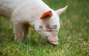 文昌周边110养猪场出租证件齐全接手就可以养殖