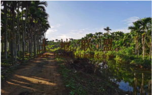 琼海30亩槟榔园转让租金便宜地主急需用钱低价转让