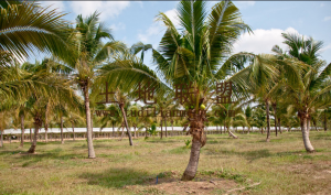 琼中500亩泰椰转让租金500元/亩/年一年一付