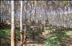 要平地的客户看过来儋州400亩水泥路直达地里租金便宜