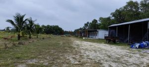 文昌盛产椰子的好地方400亩林地适合种植椰子租金只需250元/亩/年