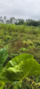 儋州300亩平地水泥路到地土壤肥沃租金可以五年一付