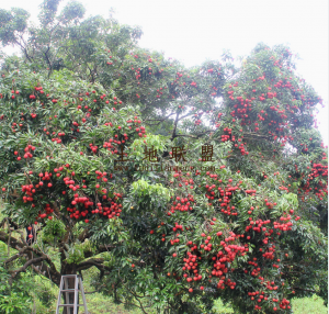 文昌100亩20年树龄荔枝80亩空地设施齐全没有租金接手就有收益
