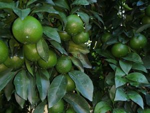 琼中120亩果园设施齐全风景优美接手就有收益