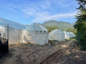 地主急需转让乐东45亩哈蜜瓜没有租金设施齐全接手就可进场