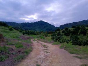 琼中223亩果园设施齐全租金只需80元/亩/年