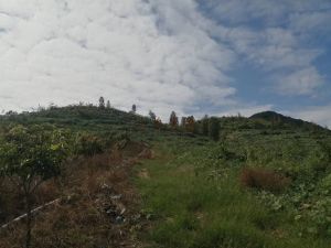 东方130亩土壤肥沃适合种植沉香 花梨 租金只需430元/亩/年