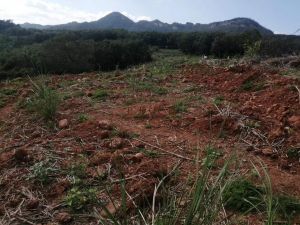 东方毗邻昌化江90亩林地土壤肥沃适合种植槟榔 沉香等农作物