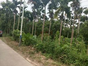 琼海农场15亩槟榔园有生活住房租金便宜可以过户到个人名下