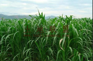 捡漏了文昌180亩牧草种植地转让租金270元/亩/年转让费只需20万