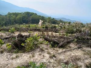 屯昌240亩山坡地租金50元/亩/年转让费只需60万