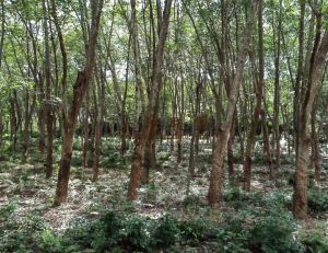 乐东200亩林地交通便利土壤肥沃可分期付款