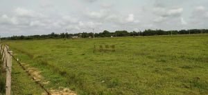 文昌240亩基本农田租金只需350元/亩/年租金五年一付水源充足