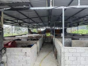 琼中91亩菠萝蜜园租金320元/亩/年一年一付