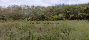 东方300亩林地出租交通便利水源充足