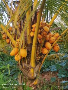 儋州210亩椰子园灌溉设施齐全租金便宜可以分期付款