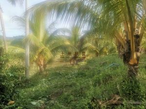 万宁兴隆10亩水泥路边自留地转让价格便宜