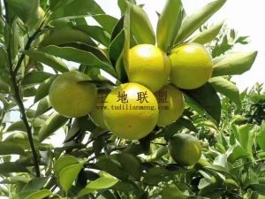 琼中60亩绿橙园邻着马路边设施齐全租金便宜