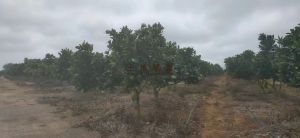 昌江130亩林地租金可以一年一付交通便利