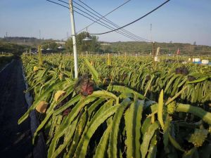 海口40亩火龙果园设施齐全租金已付清