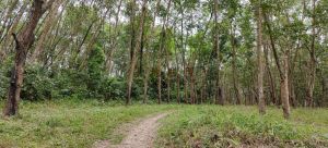 白沙140亩邻马路边平地租金200元/亩/年一年一付