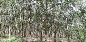 陵水1500亩林地短期地出租地势平坦水源充足