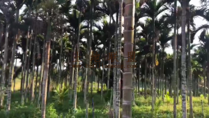 琼中16亩成熟槟榔园转让接手就有收益