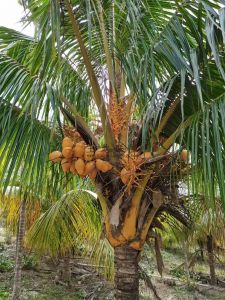 陵水300亩椰子园转让设施齐全租金便宜