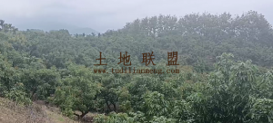 保亭农场29亩林地租金400元/亩/年一年一付