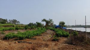 澄迈农场70亩种植养殖地有生活用房租金便宜