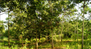 文昌农场200亩红土种植地邻水库边交通便利