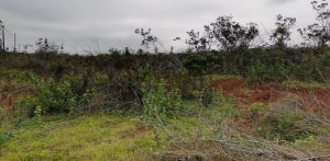 乐东约320亩种植地租金可以十年一付