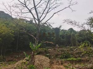 白沙300亩短期种植地租金只需200元/亩/年付款方式灵活