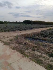 澄迈1000亩平地租金400元/亩/年可以分期付款