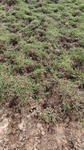 文昌200亩基本农田租金350元/亩/年可以分期付款