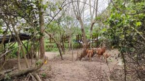 文昌100亩林地交通便宜租金可以五年一付