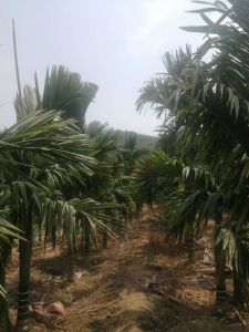 东方120亩槟榔园租金已付清槟榔长势旺盛接手就有收益