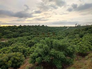 东方80龙眼园设施齐全租金已付清接手打理就有收益