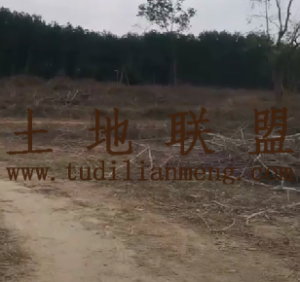 定安260亩种植地水源充足交通便利