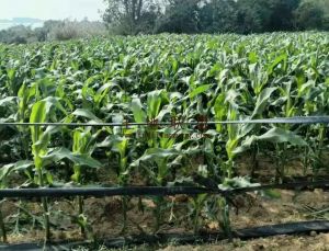 昌江300亩基本农田地短期出租水源充足交通便利