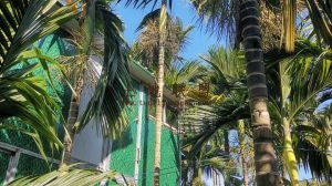 屯昌40亩槟榔园转让接手打理就有收益