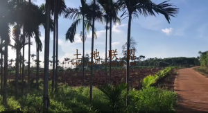 陵水42亩芒果园租金80元/亩/年接手就有收益