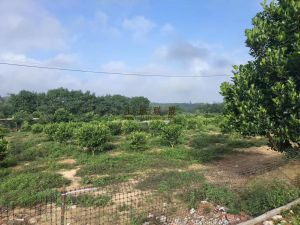 澄迈14亩福橙地41年合同已付清租金价格便宜