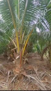 文昌90亩果园设施齐全没有租金打理就有收益