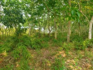 澄迈39亩橡胶林没有租金可更名转让费只需32万